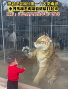 男孩和老虎隔着玻璃练拳击（人类幼崽）