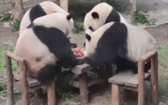 四只大熊猫凑一桌 就像在打麻将（川渝特色）