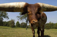 世界上最大的牛角 曾有人出价180万 (重达180斤)