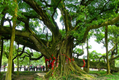 世界上最大的树冠 孟加拉榕树(半个足球场大)