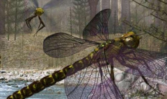 世界上最大的蜻蜓，可超过2英寸长，生有触角(蛇蜻蜓)