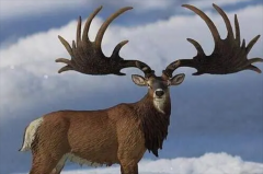 世界上最大的鹿 大约7700年前就已经灭绝(大角鹿)