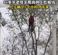 80多岁老太爬树摘榆钱 根本不听劝（贪小便宜）