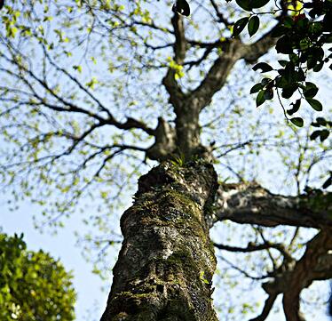 世界上最稀有的树:普陀鹅耳枥,全球仅此一颗(观音所种)