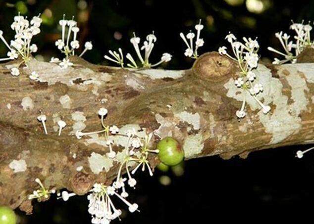 世界上最稀有的花：优昙婆罗花3000年开花(无根无茎)