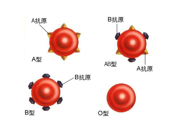 ABO血型系统是什么?血型是按照什么来划分的(图2)