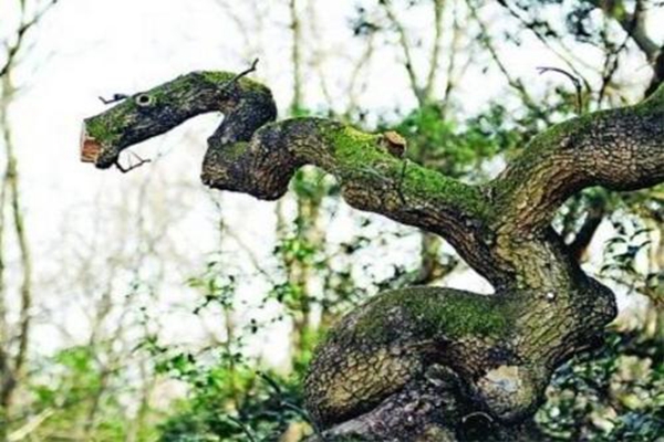 非洲蛇树会吃人吗?枝条长的像蛇，手一碰就被缠住