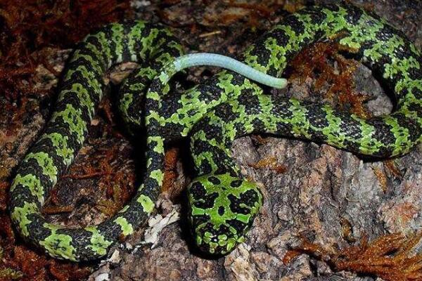 莽山烙铁头蛇中国大型毒蛇俗称小青龙体长两米