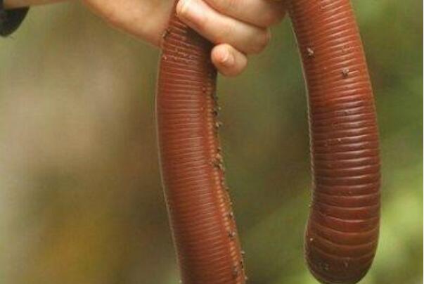 世界上最大的食人蚯蚓图片