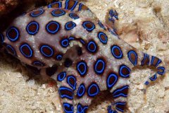 世界上毒性最强的章鱼:蓝环章鱼，咬一口致人死亡