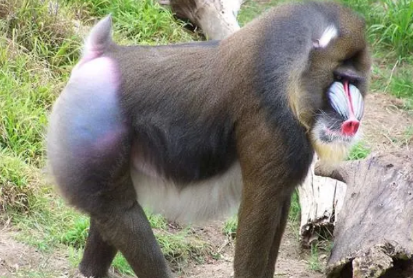 世界上最大的猴子山魈猴科山魈属动物山中独脚鬼怪