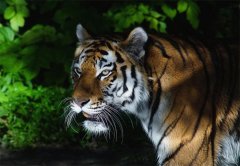 ��Щ��Ф������� Ƣ����ʵ����ǿ����Ф�������