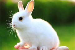 �����ᱻ�۸�����ФŮ ʲô��ФŮ��Զ����Կ���������