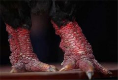 世界上最大的鸡爪 全世界极为罕见(越南东涛鸡)