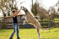 世界上最大的狗爱尔兰猎狼犬 身高接近1米(捕捉野狼)