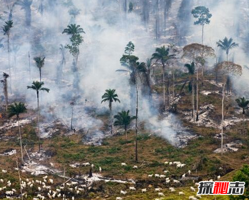 世界上有长生不死的人吗?亚马逊原始森林死不了的人奥鲁·乌加欧