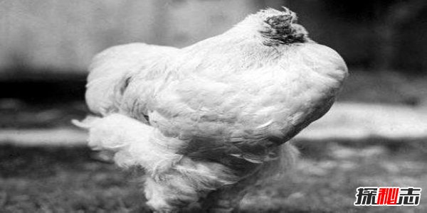 美国无头鸡麦克18个月不死之谜,鸡被砍了脑袋还能不能活?