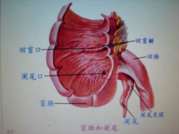 阑尾层次结构图片