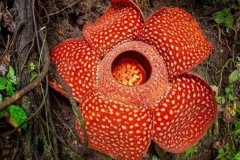 十大神奇植物：第四随风哈哈笑，第一堪称最大的花(1.4米)