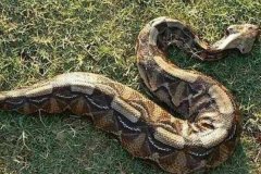 加蓬蝰蛇:世界毒牙最长的蛇(足足两英寸/咬住不松口)