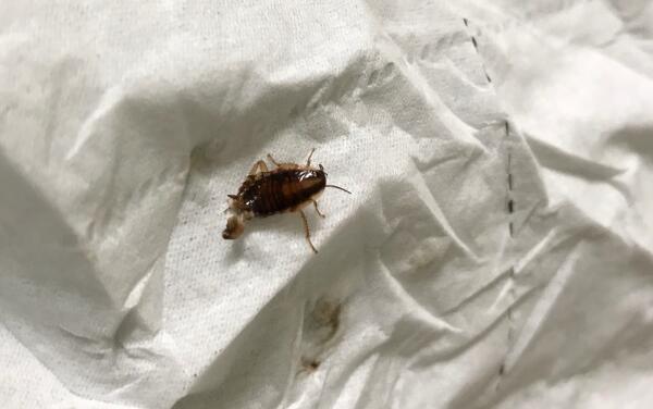 罗斯福酒店里的蟑螂图片