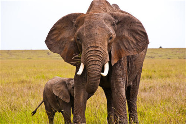 世界上最大的一只大象有多重 十三吨重（雄性未成年象）