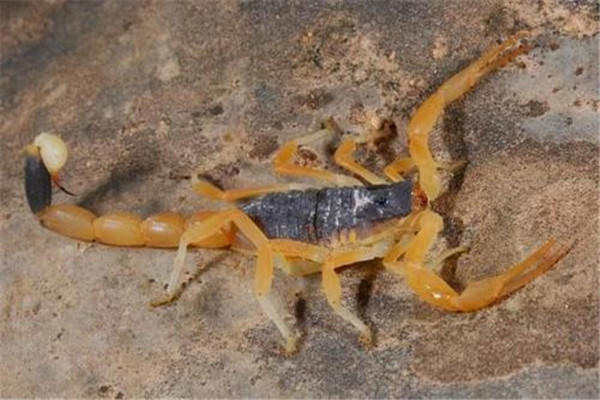 哥斯达黎加双色木蝎图片