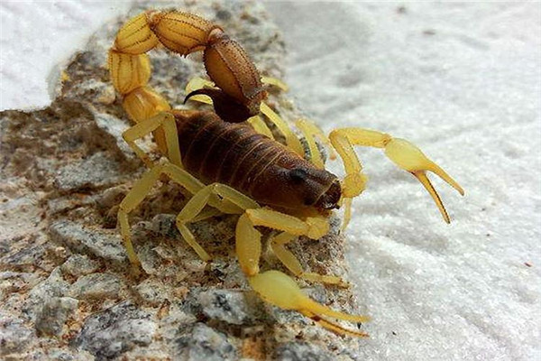 世界上最小的蝎子图片