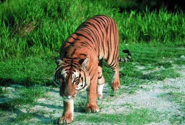 爪哇虎灭绝了吗图片