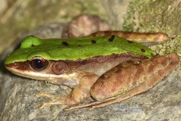 贵州青蛙种类图片