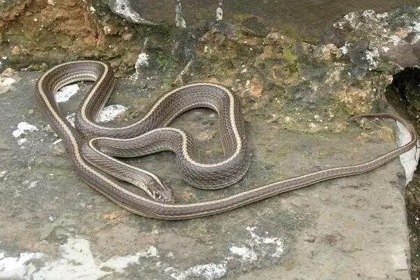 贵州无毒蛇图片