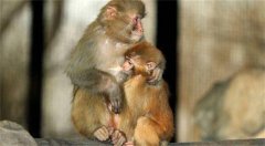 猴年出生人的人生阶段分析 根据生肖相位 性格优缺点 大家自己看