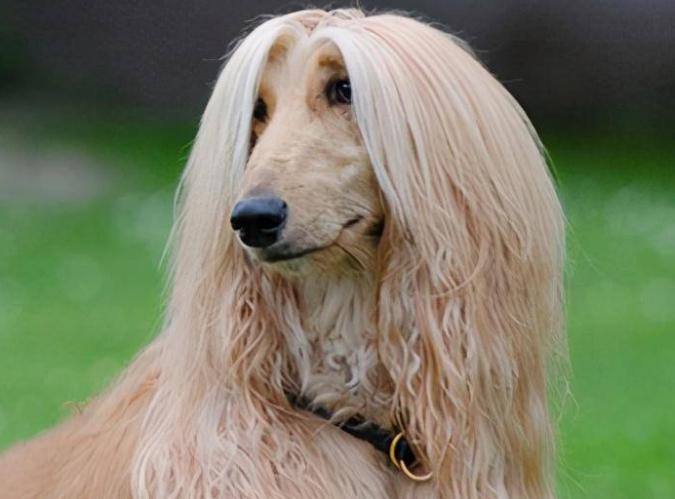美国一只阿富汗猎犬有着飘逸长发有女士秀发的发型似人的猎犬
