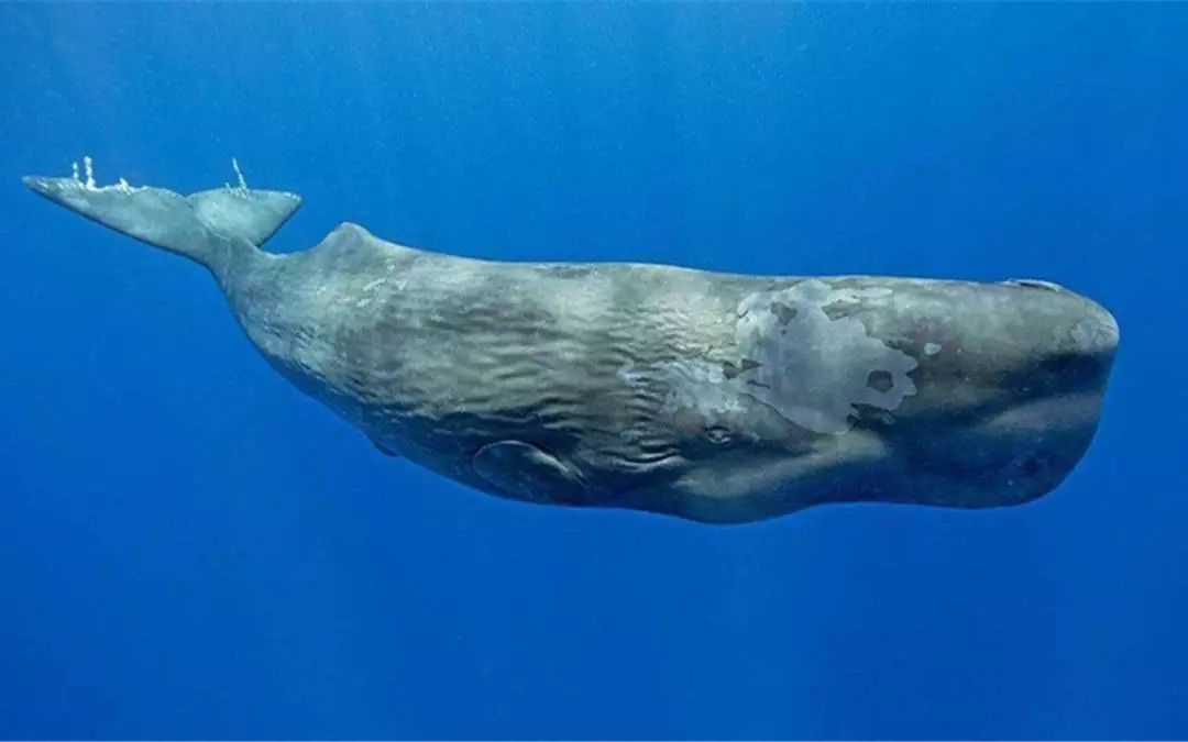 深海水族馆侏儒抹香鲸图片