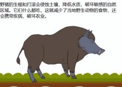 ԽϴũϮ࣬ѷ600ֻ