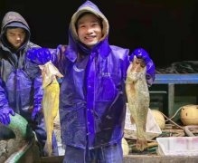30年难遇！有一渔民竟捕捉到2450公斤大黄鱼，生态环境是如何变好