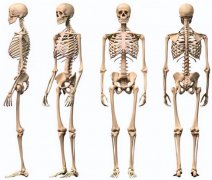 欧美白种人有206块骨头 我们只有204块 少2块影响有多大