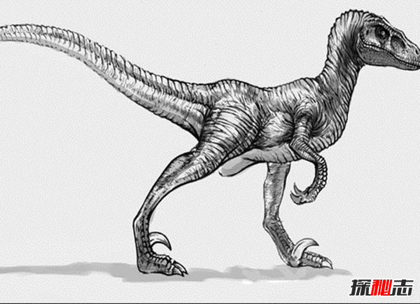 印度洋活恐龙之谜,恐龙并没有全部灭绝(恐龙的后裔科莫多巨蜥)