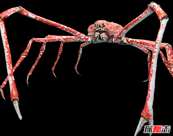 世界上最大的变异螃蟹:日本巨型杀人蟹(体长4.2米重40斤)