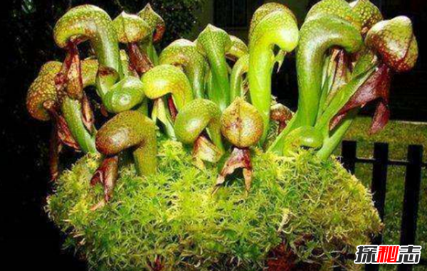 世界八大恐怖植物,水毒芹毒是北美毒性最强的植物