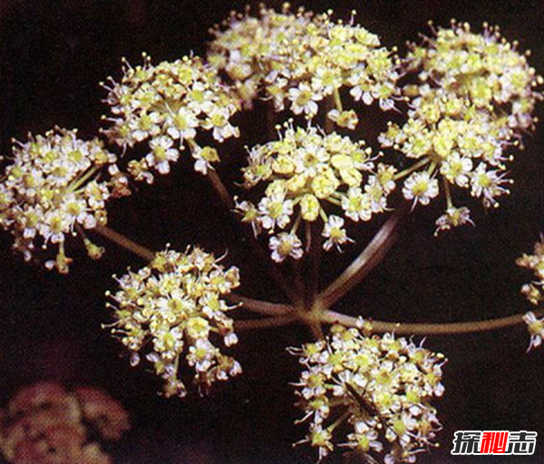 世界八大恐怖植物,水毒芹毒是北美毒性最强的植物