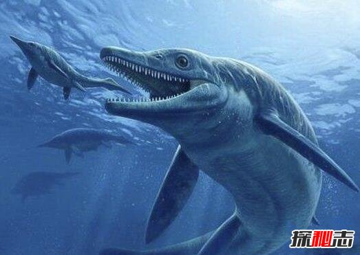 史前第一可怕巨兽, 龙王鲸vs巨齿鲨谁才是最厉害的?