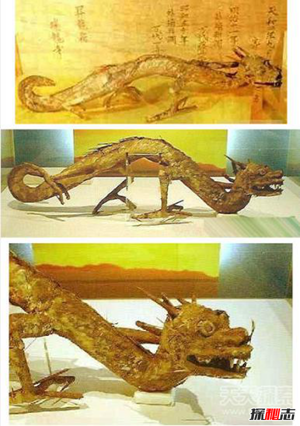 昆仑山冰封的真龙,日本竟收藏了中国真龙标本