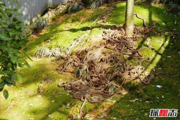 世界十大恐怖地方,日本自殺森林讓你偶遇“吊死鬼”