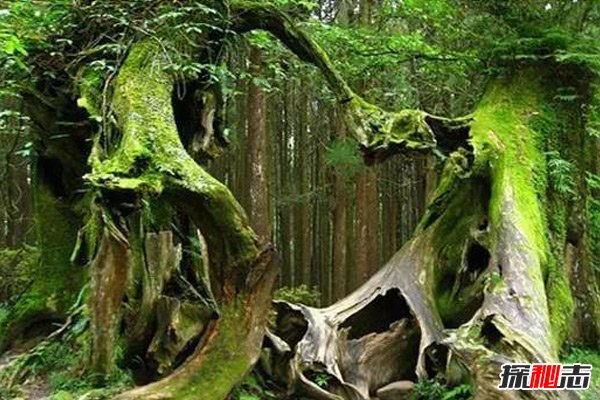 世界十大恐怖地方,日本自殺森林讓你偶遇“吊死鬼”