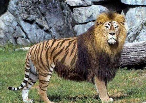 狮虎兽和虎狮兽的区别 狮虎兽与虎狮兽谁更大(图1)