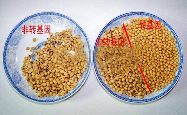 转基因到底有没有危害?吃了转基因的油会怎样(图3)