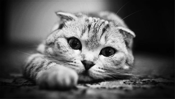 猫抓病是什么病?猫抓病会死吗（汉赛巴通体病毒引起）(图7)