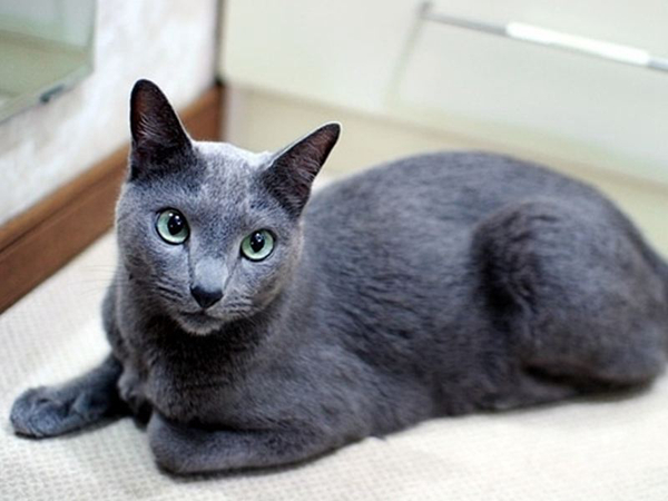 猫抓病是什么病?猫抓病会死吗（汉赛巴通体病毒引起）(图10)