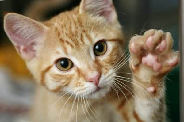 猫抓病是什么病?猫抓病会死吗（汉赛巴通体病毒引起）(图1)